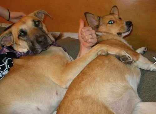 два пса лежат и большой палец на заднем фоне